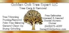 Golden Oak Tree Expert